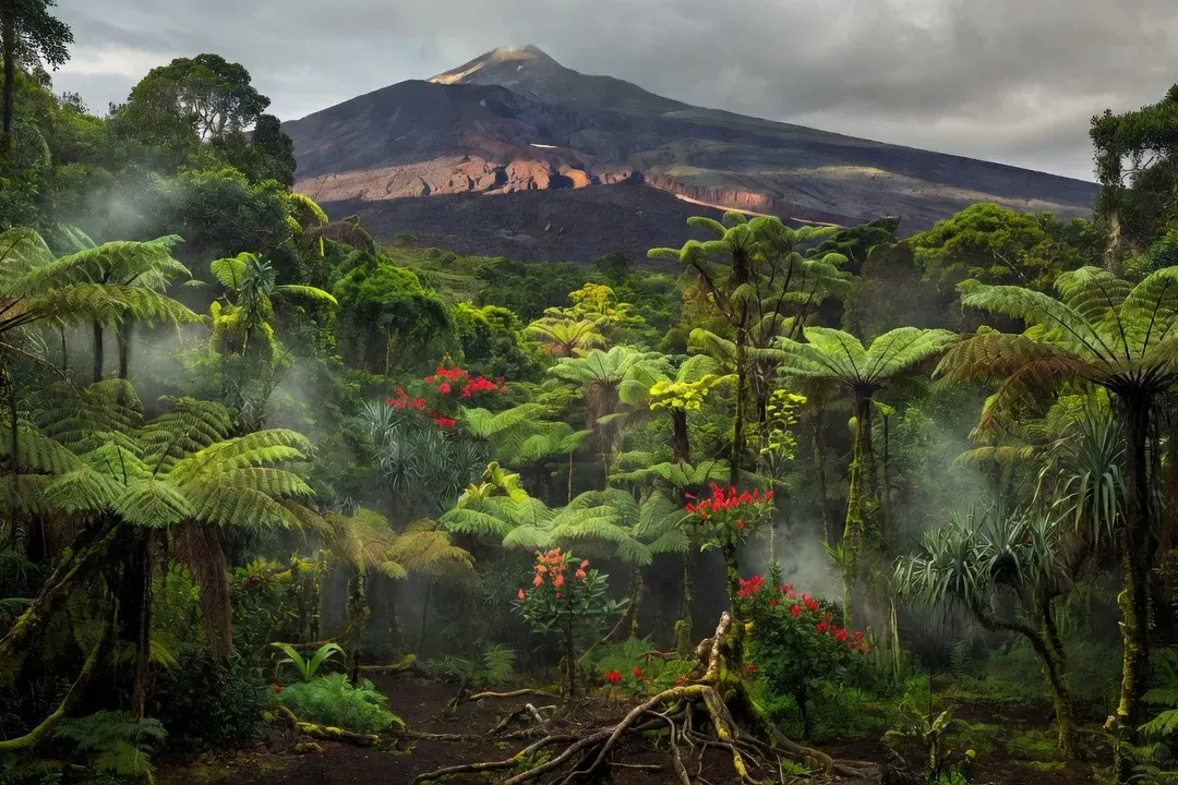 Vue du piton de la Fournaise et de la forêt tropicale réunionnaise, symbole de l’authenticité de l’île